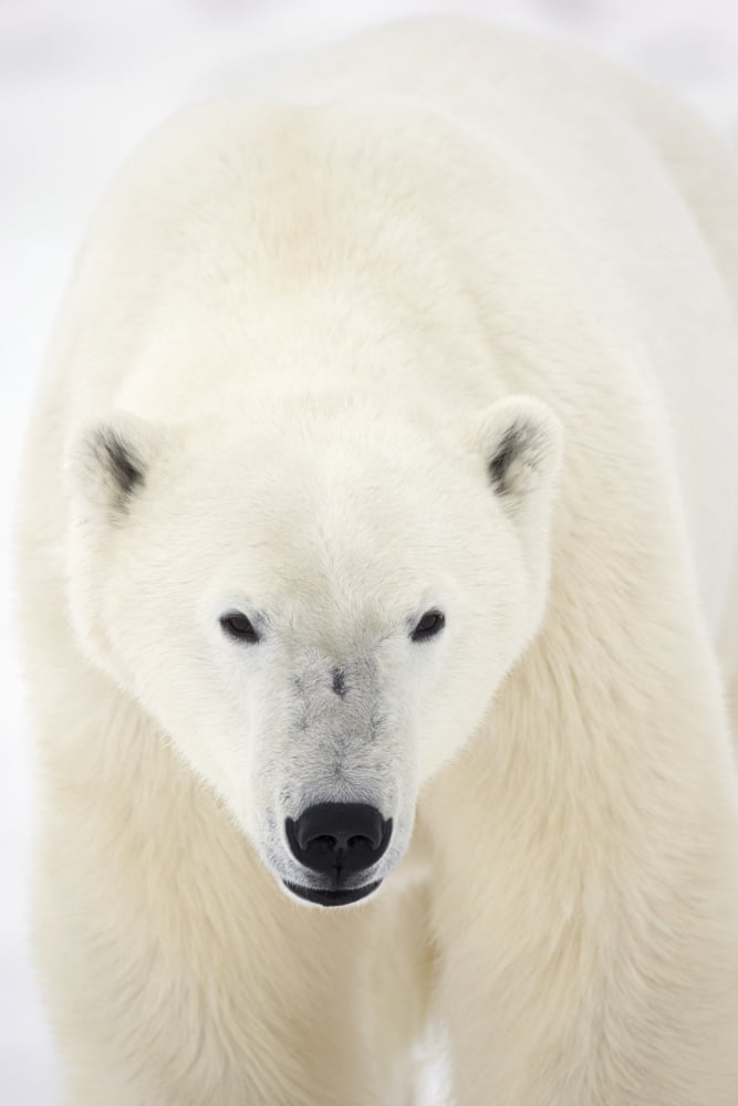 Portrait Of Polar Bear On The Shore Ice Of Hudsons BayChurchill Manitoba Canada Canvas Art - Robert Postma Design Pics (24 x 38)