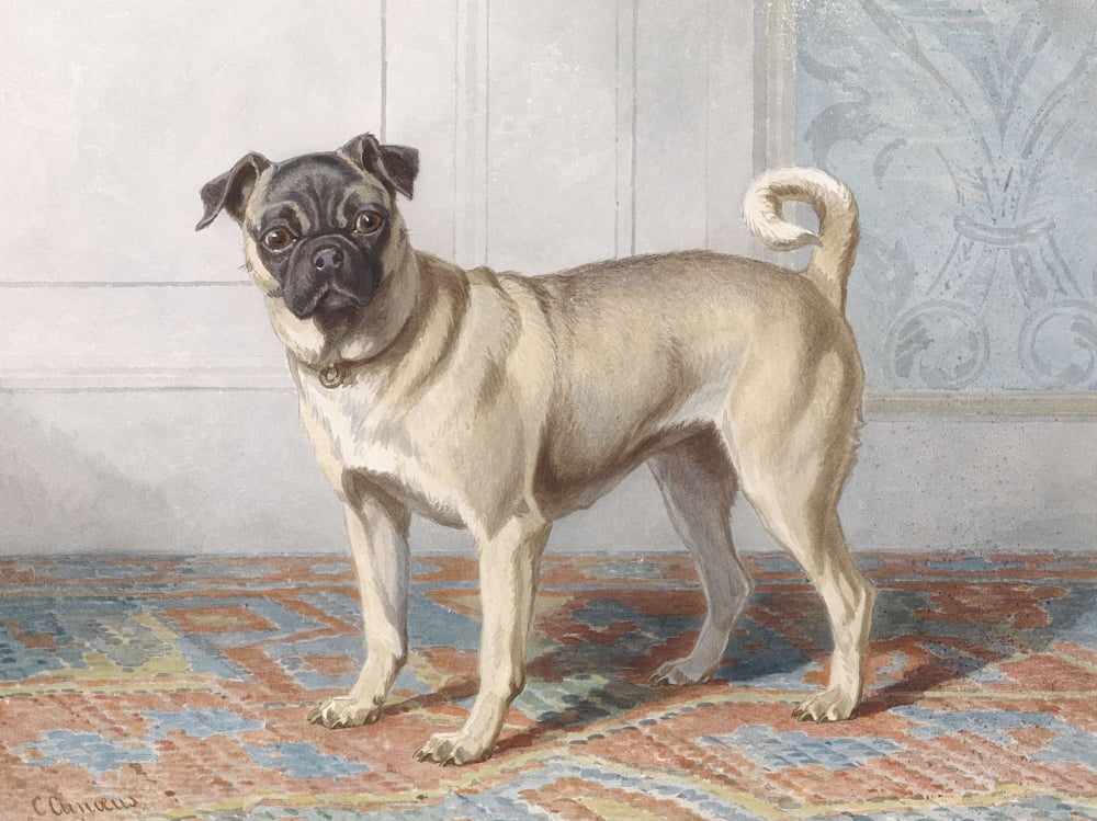 Portrait Of Pug Of The Vom Rath Family Canvas Art - (36 x 24)
