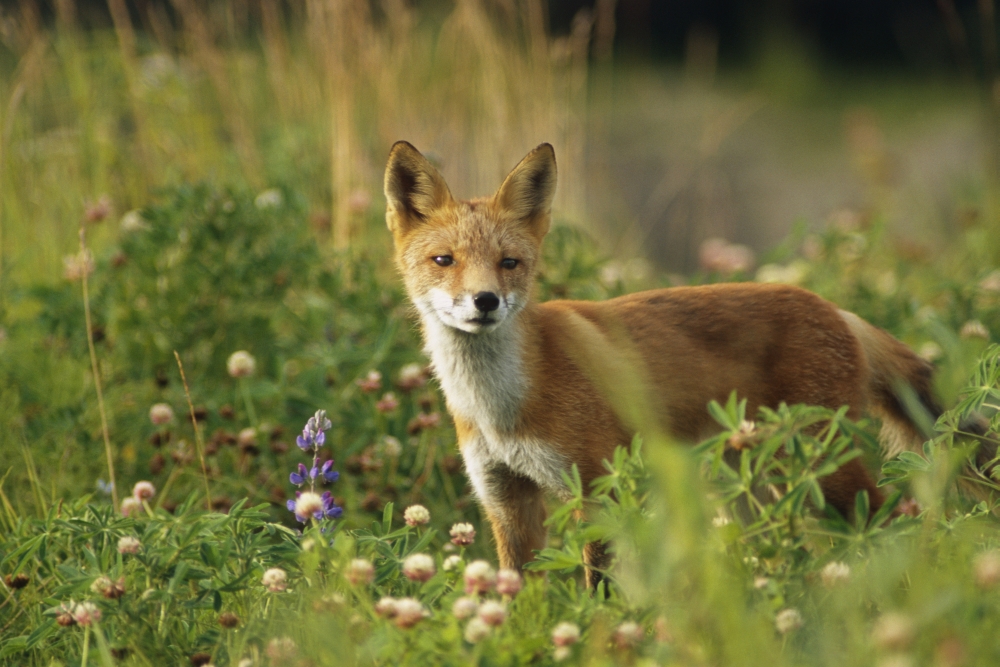 Portrait Of Red Fox In Meadow Captive Sc Ak Summer Ak Big Game Animal Park Canvas Art - Doug Lindstrand Design Pics (34 x 22)