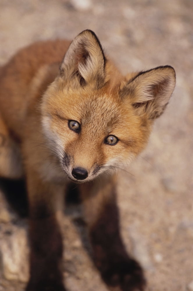 Portrait Of Red Fox Kit Near Den On Savage River Denali Np Canvas Art - Harry M Walker Design Pics (24 x 36)