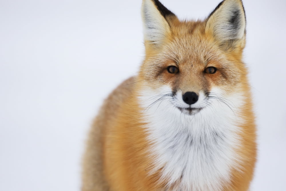 Portrait Of Red FoxChurchill Manitoba Canada Canvas Art - Robert Postma Design Pics (19 x 12)