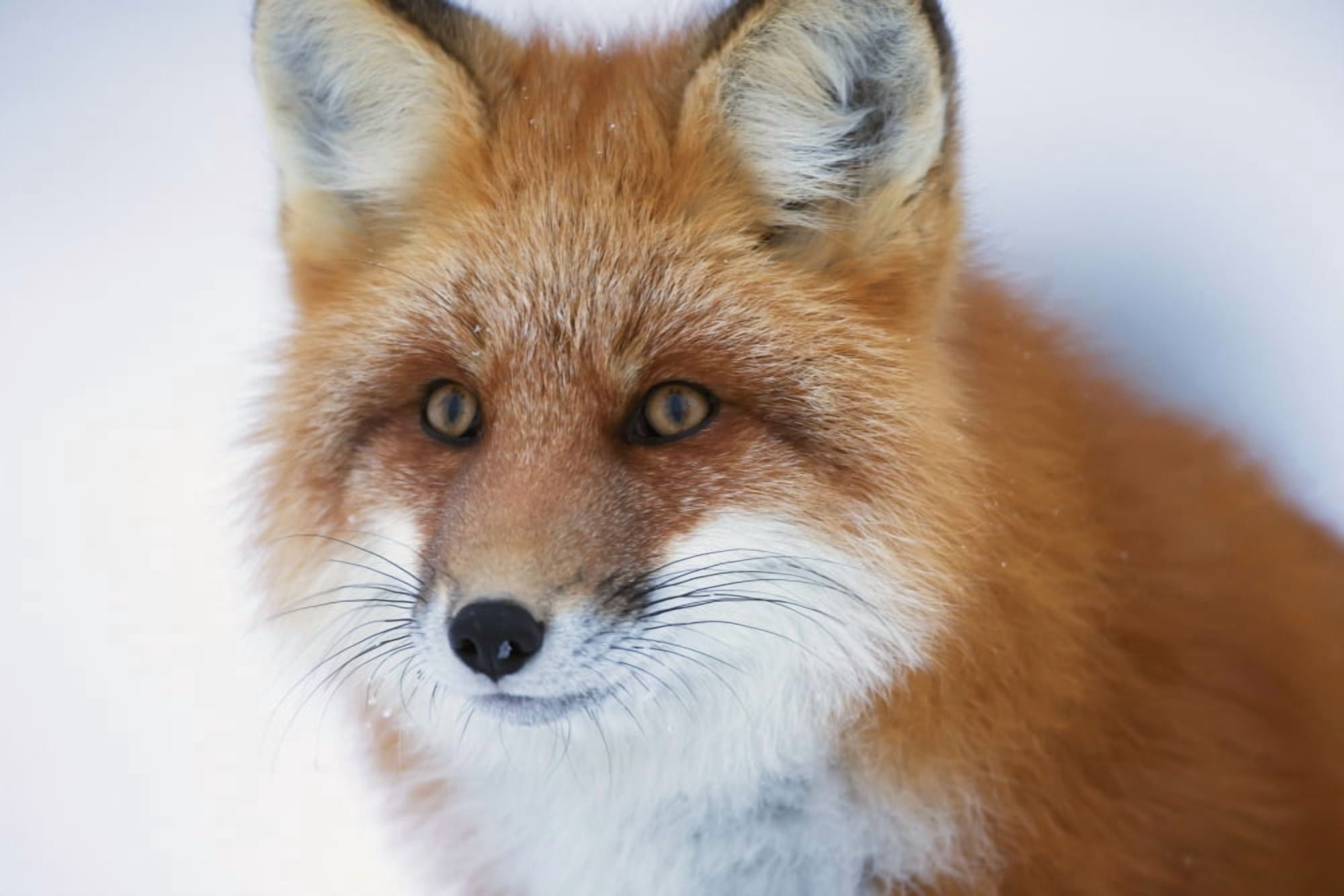 Portrait Of Red FoxChurchill Manitoba Canada Canvas Art - Robert Postma Design Pics (38 x 24)