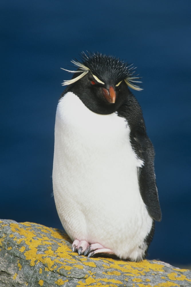 Portrait Of Rockhopper Penguin Standing On Rock Falkland Islands Summer Canvas Art - Tom Soucek Design Pics (12 x 19)