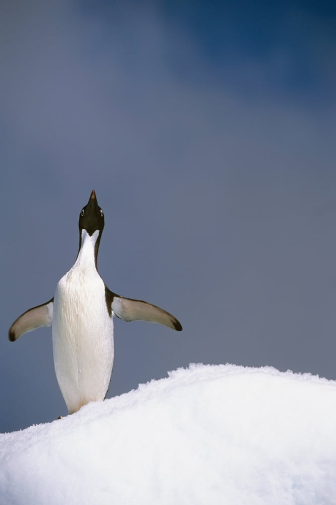 Portrait Of Single Adelie Penguin Atop Iceberg South Atlantic Ocean Antarctica Summer Canvas Art - Tom Soucek Design Pics (22 x 34)