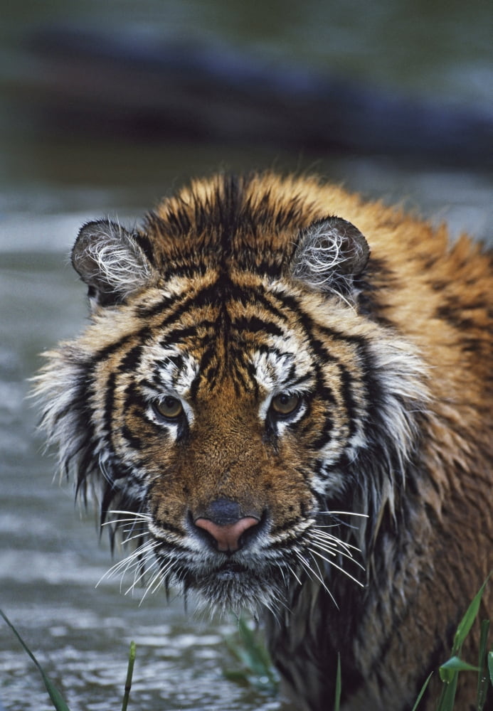 Portrait Of Wet Siberian Tiger Canvas Art - David Ponton Design Pics (13 x 19)
