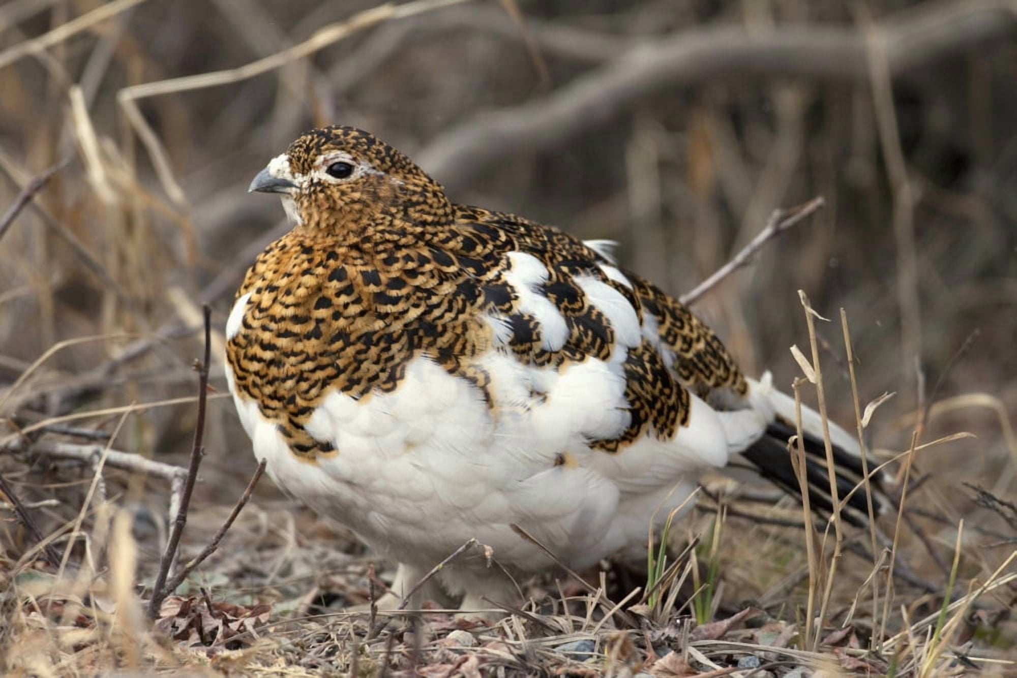 Portrait Of Willow Ptarmigan Female With Spring Plummage Denali National Park Interior Alaska Canvas Art - Doug Lindstrand Design Pics (19 x 12)
