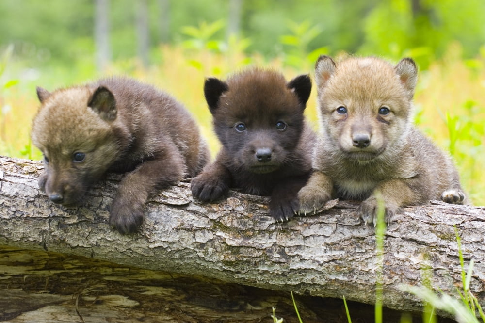 Portrait Of Young Cute Wolf Pups On Log Minnesota Spring Captive Canvas Art - Michael DeYoung Design Pics (34 x 22)