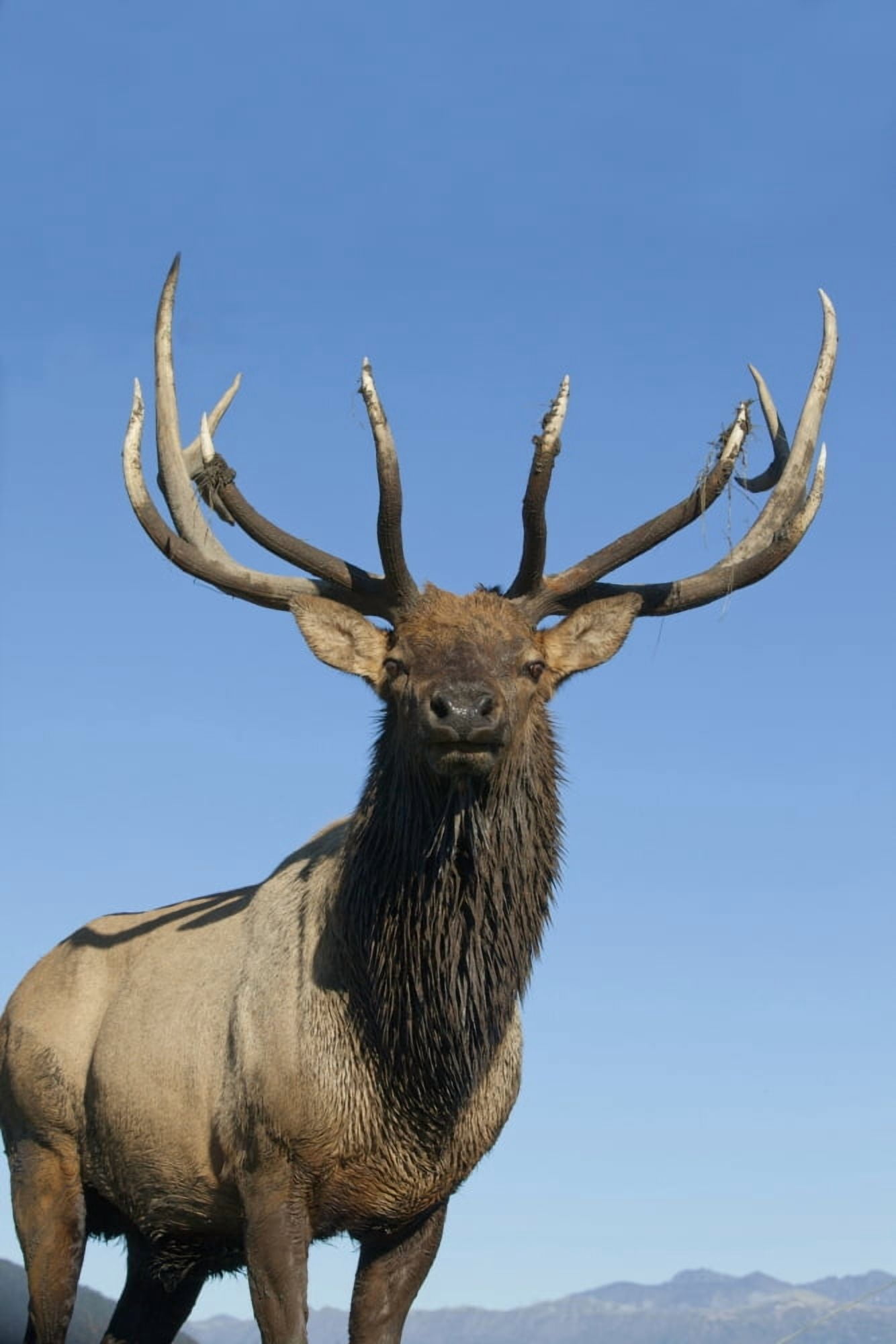 Portrait Of A Rocky Mountain Bull Elk At The Alaska Wildlife Conservation Center Near Portage Southcentral Alaska Autumn Captive Canvas Art - Doug Lindstrand Design Pics (12 x 19)