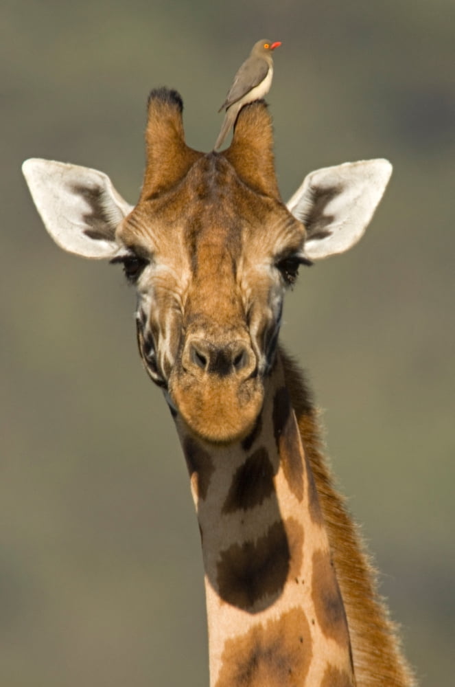 Portrait of a Rothchilds Giraffe (Giraffa Camelopardalis Rothschildi) with a Red-Blled Opecker (Buphagus Eythrorhynchus) on it Lake Nakuru Kenya Canvas Art - Panoramic Images (9 x 27)