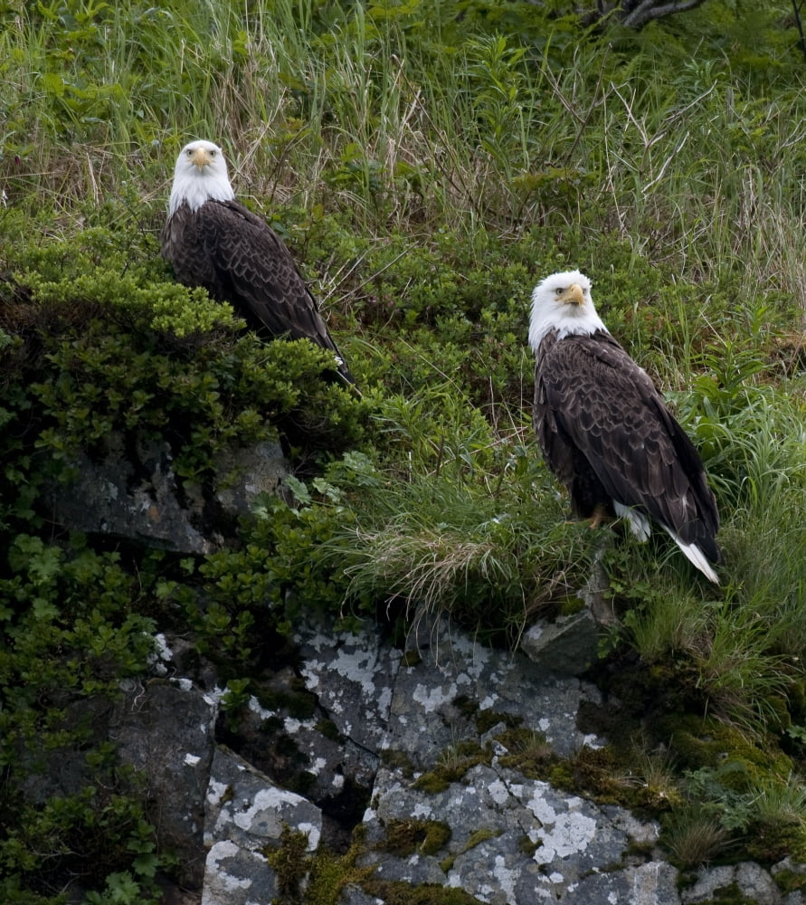 Portrait Of Two Bald Eagles Resting On A Cliff In Kukak Bay Katmai National Park Southwest Alaska Summer Canvas Art - Cathy Hart Design Pics (14 x 16)