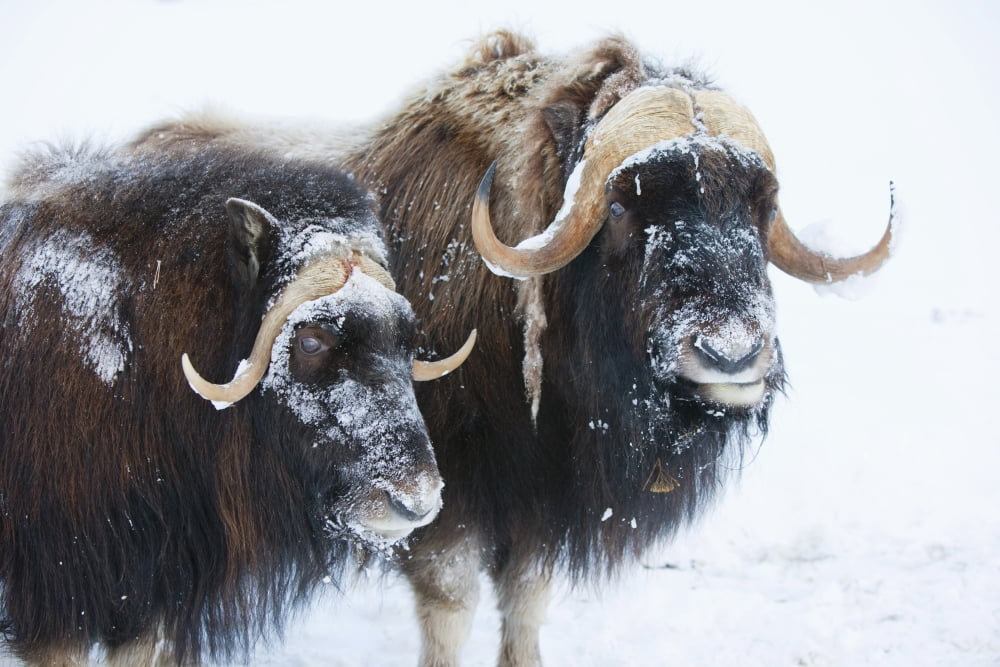 Portrait Of A Two Bull Muskoxen With Their Faces Covered In Snow Alaska Wildlife Conservation Center Portage Southcentral Alaska Winter Captive Canvas Art - Doug Lindstrand Design Pics (38 x 24)