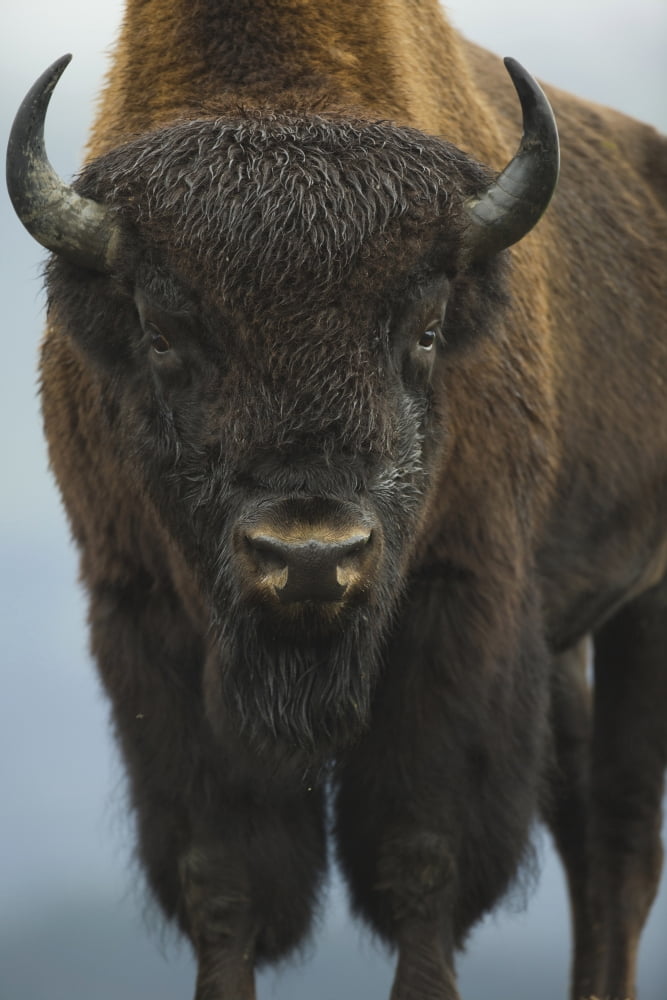 Portrait Of A Wood Bison Bull Standing At Alaska Wildlife Conservation Center Southcentral Alaska Autumn Captive Canvas Art - Doug Lindstrand Design Pics (24 x 38)