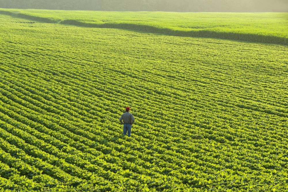 Portrait of a farmer walking through a large green soybean field in central Iowa in summer Iowa United States of America Canvas Art - Scott Sinklier Design Pics (18 x 12)
