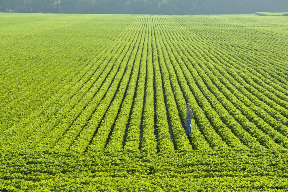 Portrait of a farmer walking through a large green soybean field in central Iowa in summer Iowa United States of America Canvas Art - Scott Sinklier Design Pics (36 x 24)