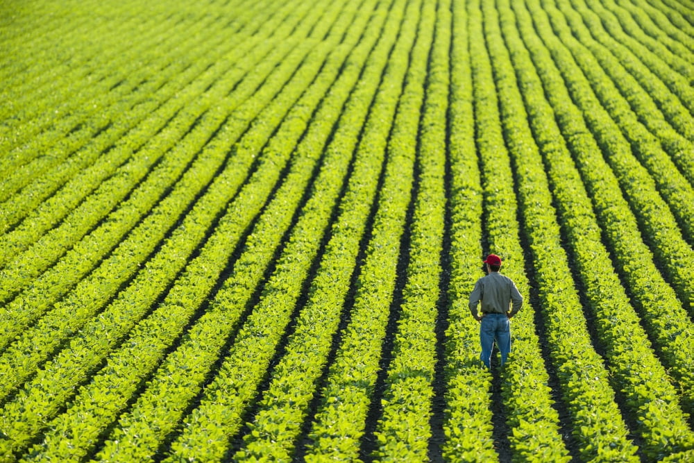 Portrait of a farmer walking through a large green soybean field in central Iowa in summer Iowa United States of America Canvas Art - Scott Sinklier Design Pics (36 x 24)