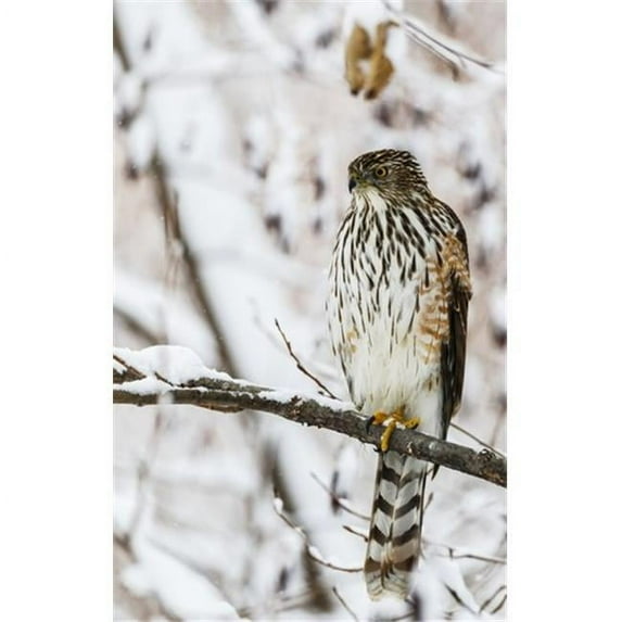 Portrait of A Bird Sitting On A Tree Branch in Winter - Montreal Quebec Canada Poster Print by Dominic Marcoux, 11 x 17