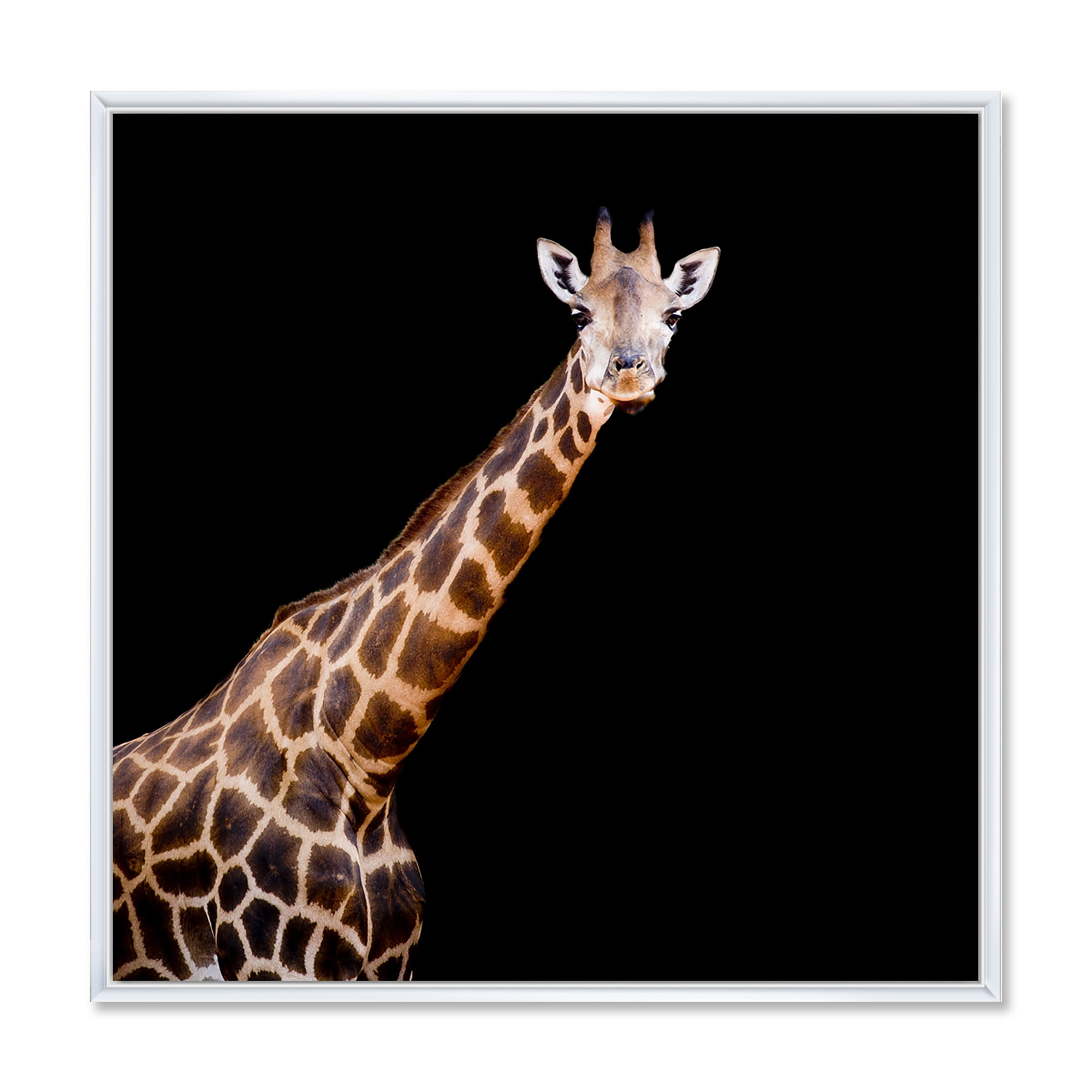 Portrait of A Giraffe On Black Background III 30 in x 30 in Framed Photography Canvas Art Print, by Designart
