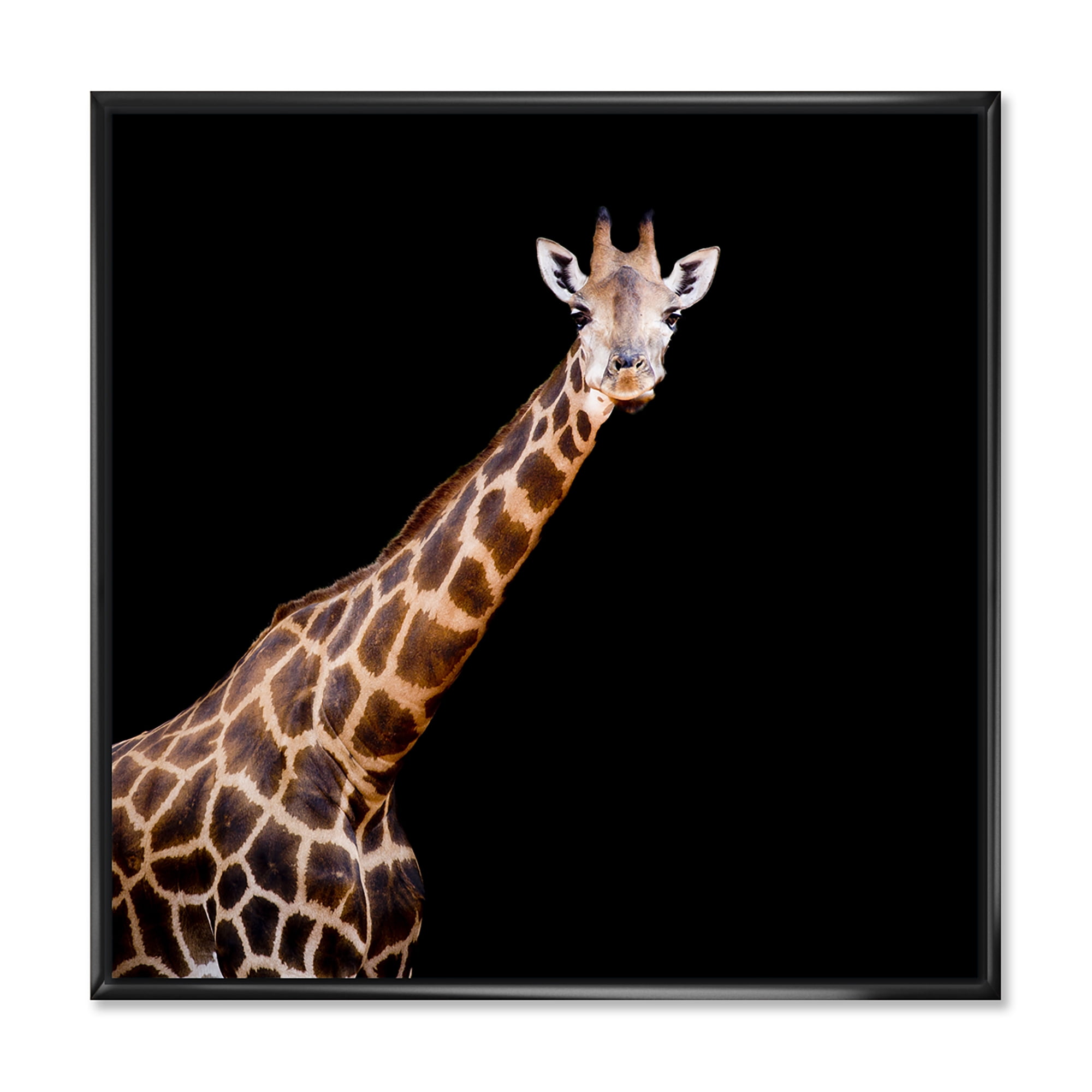 Portrait of A Giraffe On Black Background III 36 in x 36 in Framed Painting Canvas Art Print, by Designart