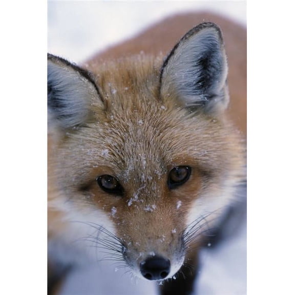 Portrait of Adult Red Fox Poster Print - 12 x 18