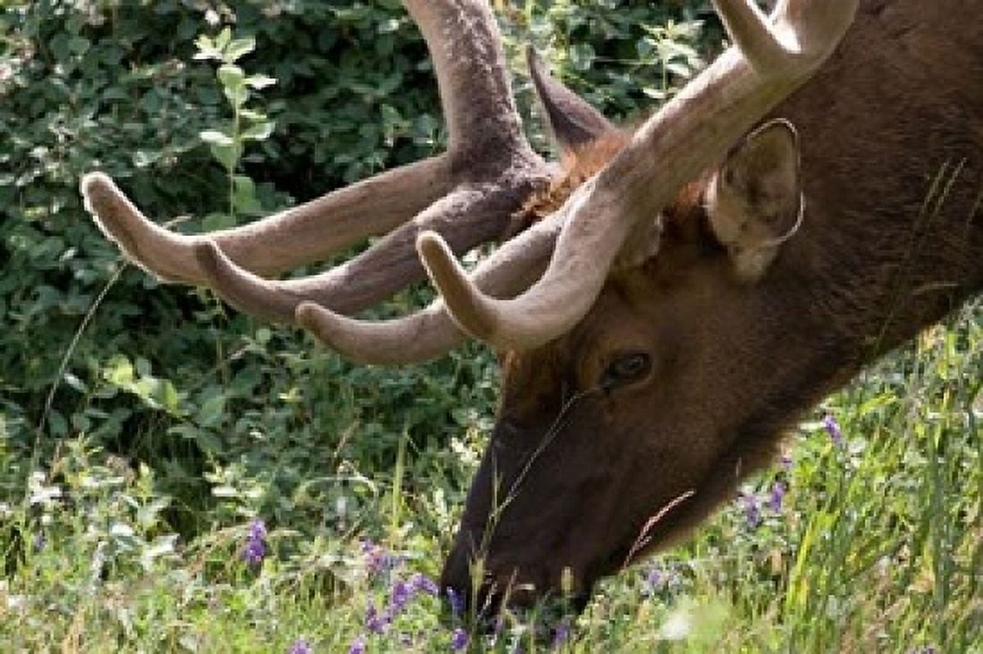 Portrait of Elk Feeding at Jasper National Park Canada Canvas Art - Diane Johnson DanitaDelimont (36 x 24)