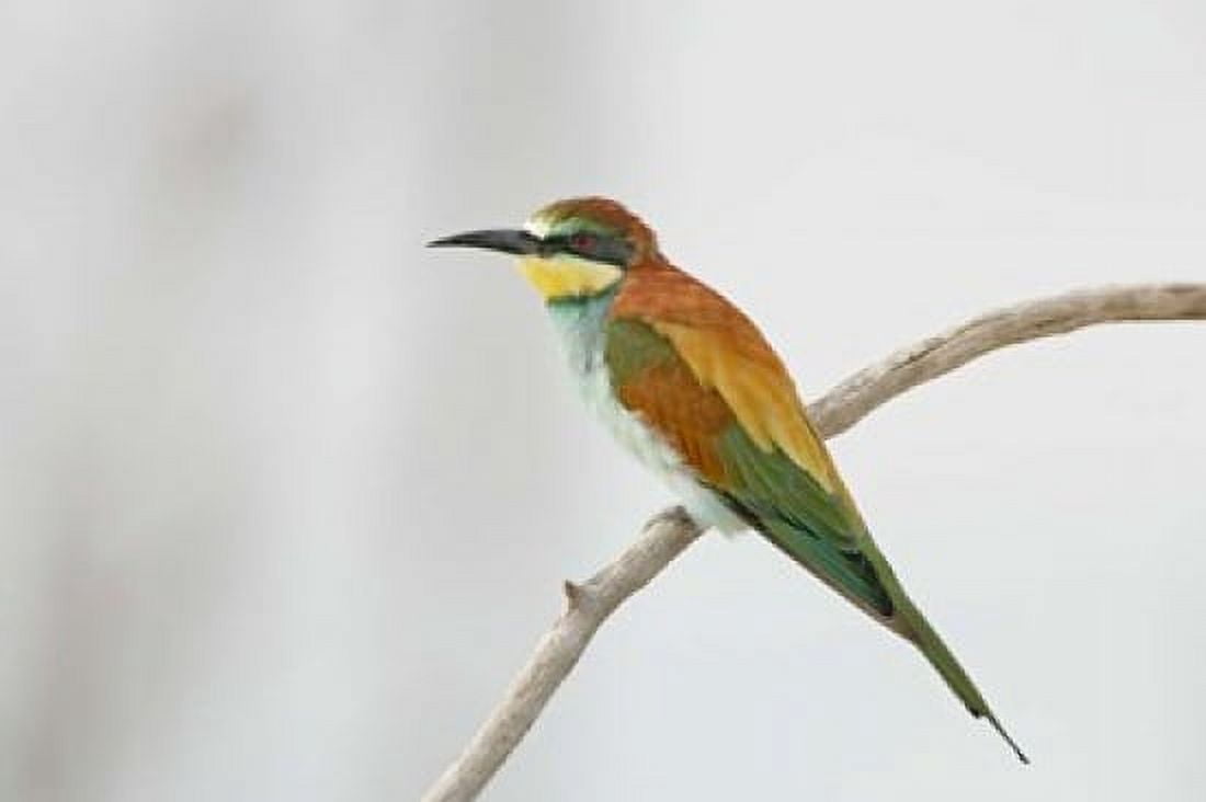 Portrait of Eurasian Bee-Eater on Tree Limb Lake Manyara Tanzania Canvas Art - Jaynes Gallery DanitaDelimont (34 x 23)
