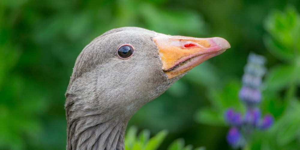 Portrait of Greylag Goose Iceland Canvas Art - Panoramic Images (12 x 36)