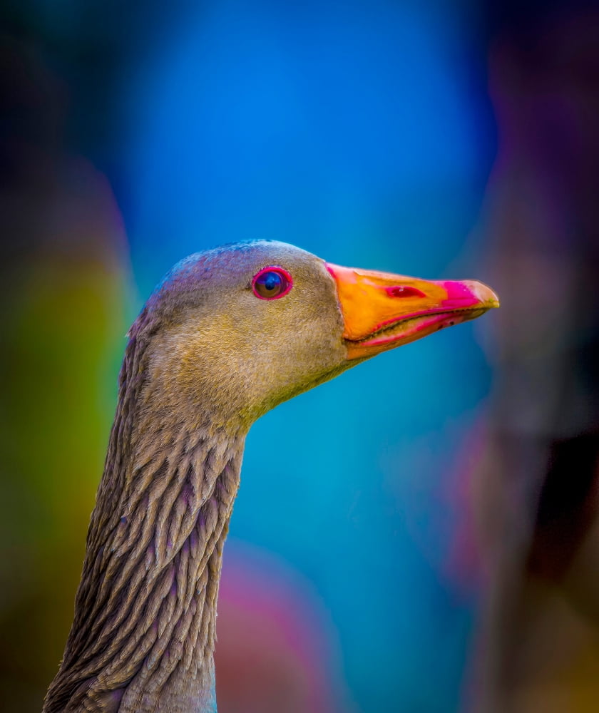 Portrait of Greylag Goose Iceland Canvas Art - Panoramic Images (36 x 32)