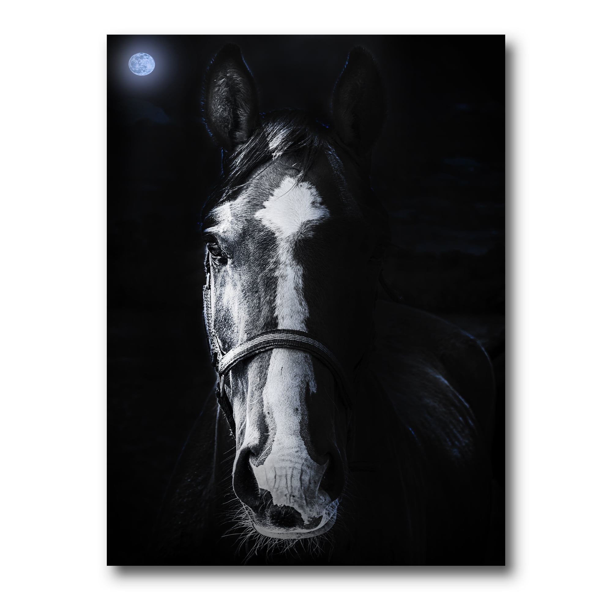 Portrait of Horse Staring Sinister 12 in x 8 in Photography Canvas Art Print, by Designart