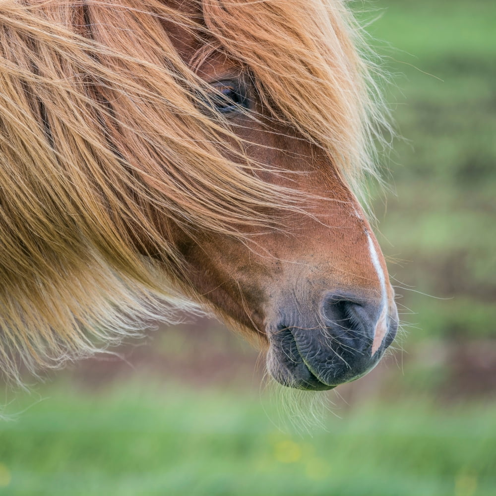 Portrait of Icelandic Horse Iceland Canvas Art - Panoramic Images (24 x 24)