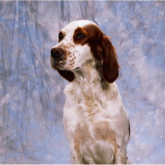 Portrait of Irish Red & White Setter Poster Print by The Irish Image Collection, 15 x 15