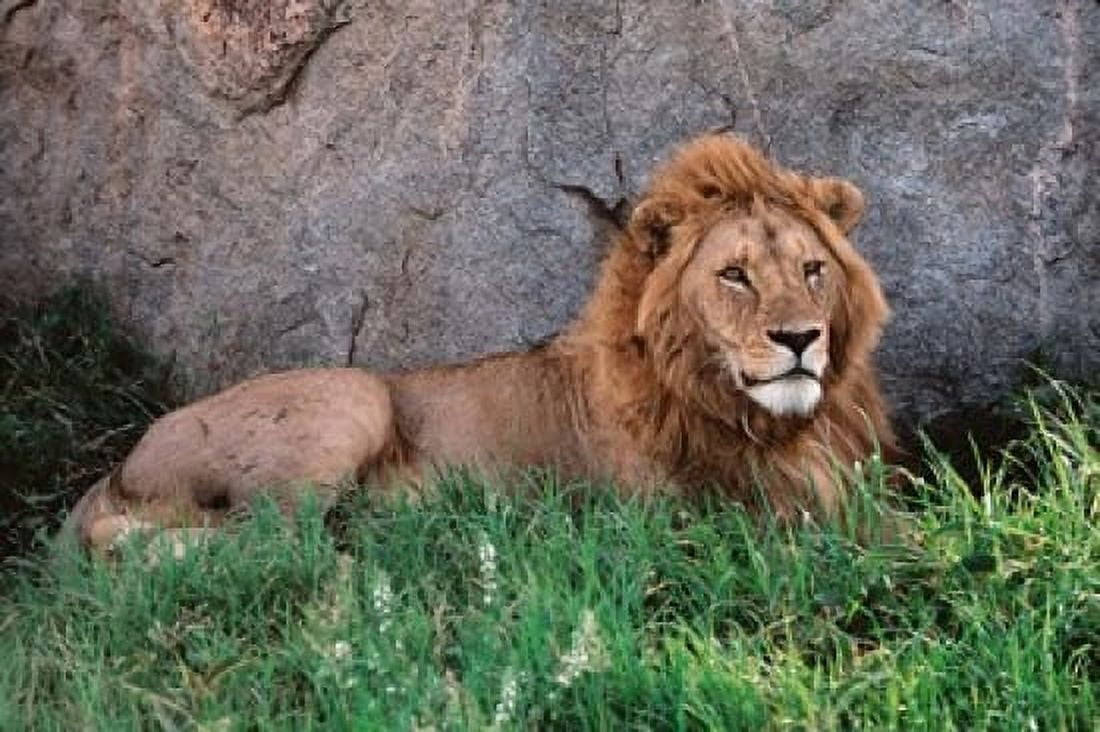 Portrait of Male African Lion Tanzania Canvas Art - Dee Ann Pederson DanitaDelimont (19 x 13)