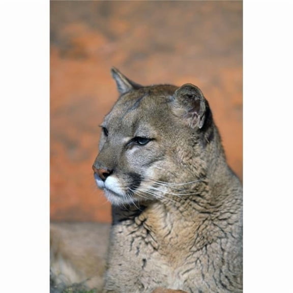 Portrait of Mountain Lion Poster Print by Natural Selection David Ponton, 24 x 36 - Large