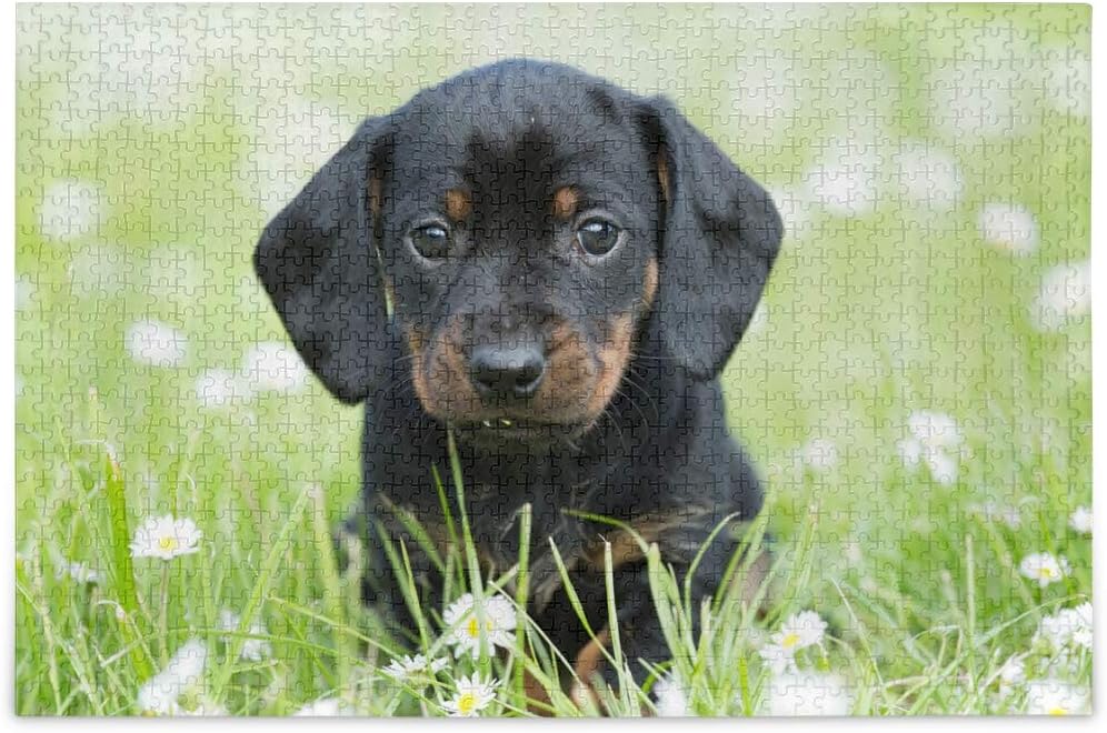 Portrait of Nice Dachshund Puppy in The Garden Jigsaw Puzzles for