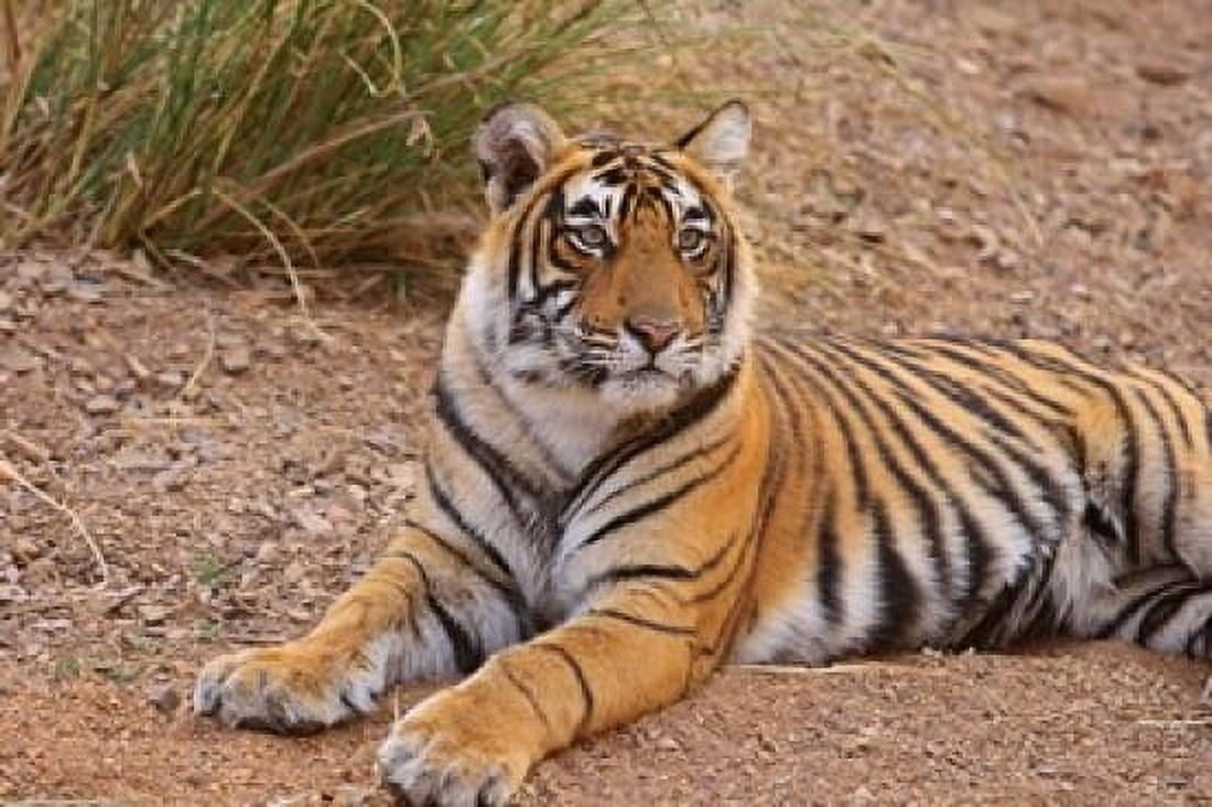 Portrait of Royal Bengal Tiger Ranthambhor National Park India Canvas Art - Jagdeep Rajput DanitaDelimont (26 x 18)