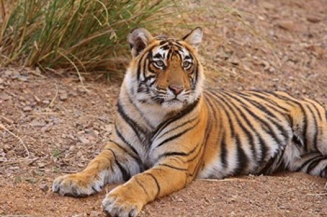 Portrait of Royal Bengal Tiger Ranthambhor National Park India Canvas Art - Jagdeep Rajput DanitaDelimont (36 x 24)