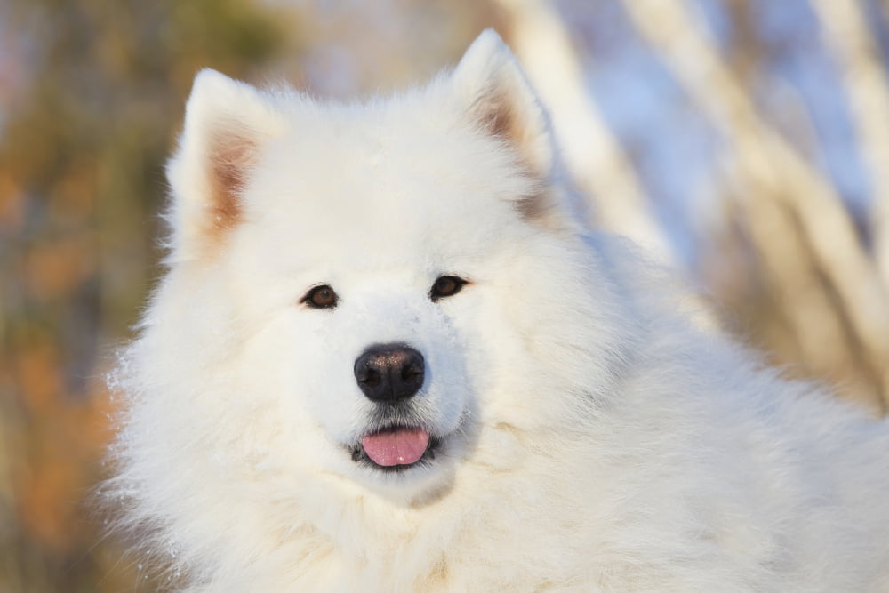 Portrait of Samoyed dog in the snow Ledyard Connecticut USA Canvas Art - Lynn Stone Design Pics (19 x 12)