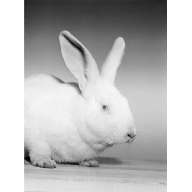 Portrait of White Rabbit Poster Print - 18 x 24 in.