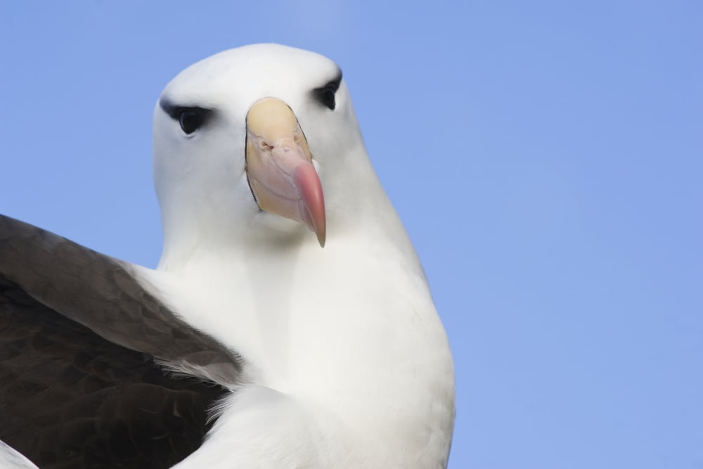 Portrait of a Black-browed Albatross (Thalassarche melanophrys) Saunders Island Falkland Islands Canvas Art - Daisy Gilardini Design Pics (38 x 24)