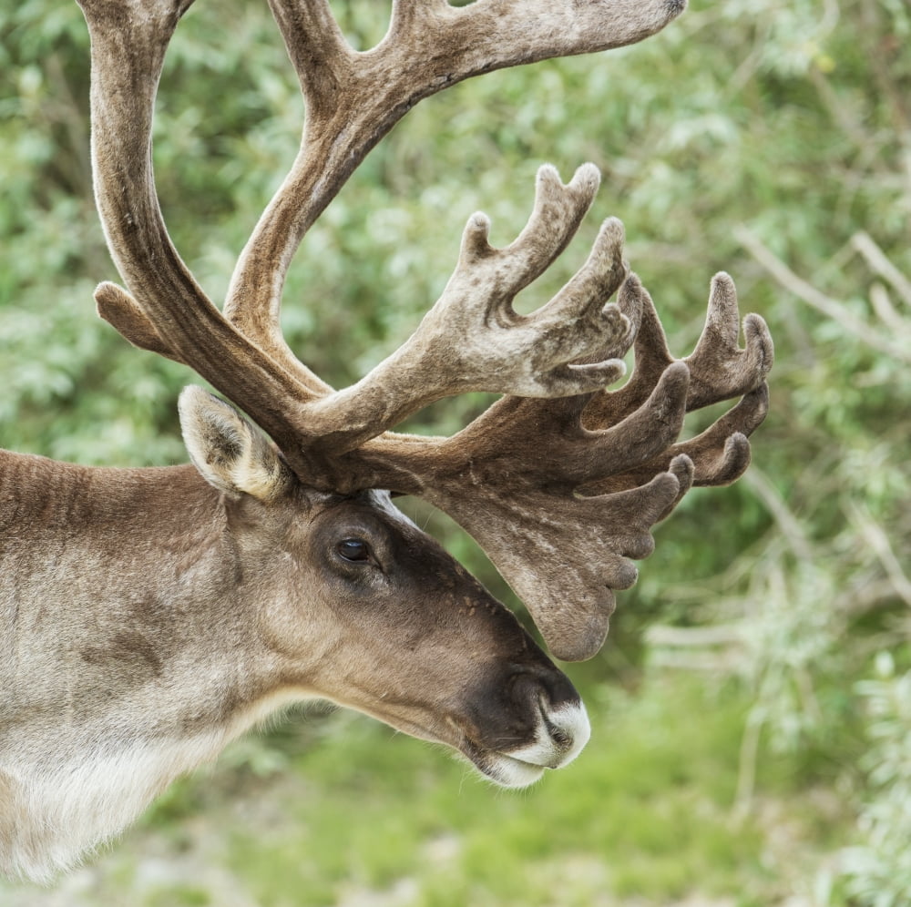 Portrait of a Caribou in Denali National Park Interior Alaska Summer Canvas Art - Cathy Hart Design Pics (24 x 24)