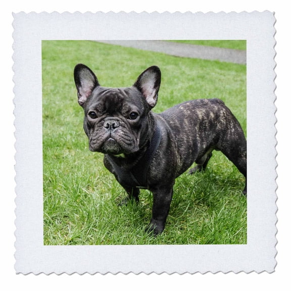 3dRose, Portrait of a French Bulldog also known as the Frenchie. , 12x12 inch quilt square