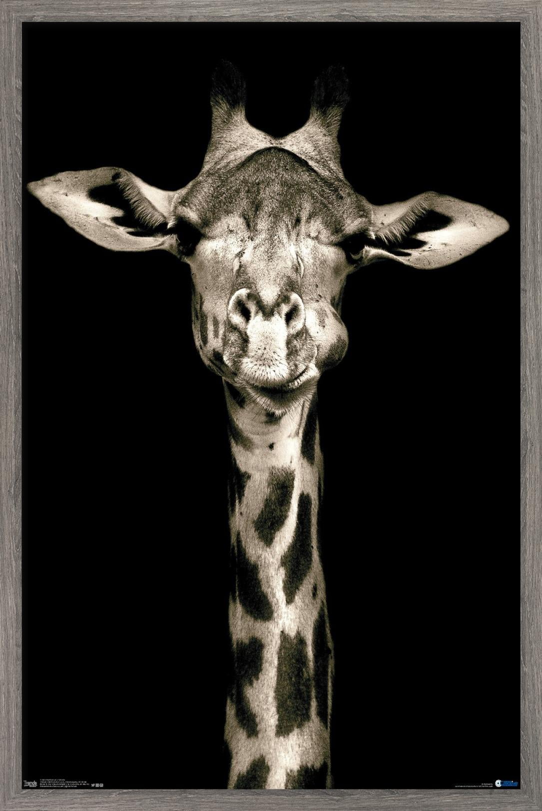 Portrait of a Giraffe Wall Poster, 14.725" x 22.375", Framed