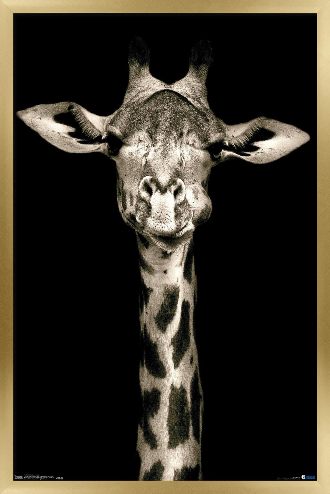Portrait of a Giraffe Wall Poster, 14.725" x 22.375", Framed