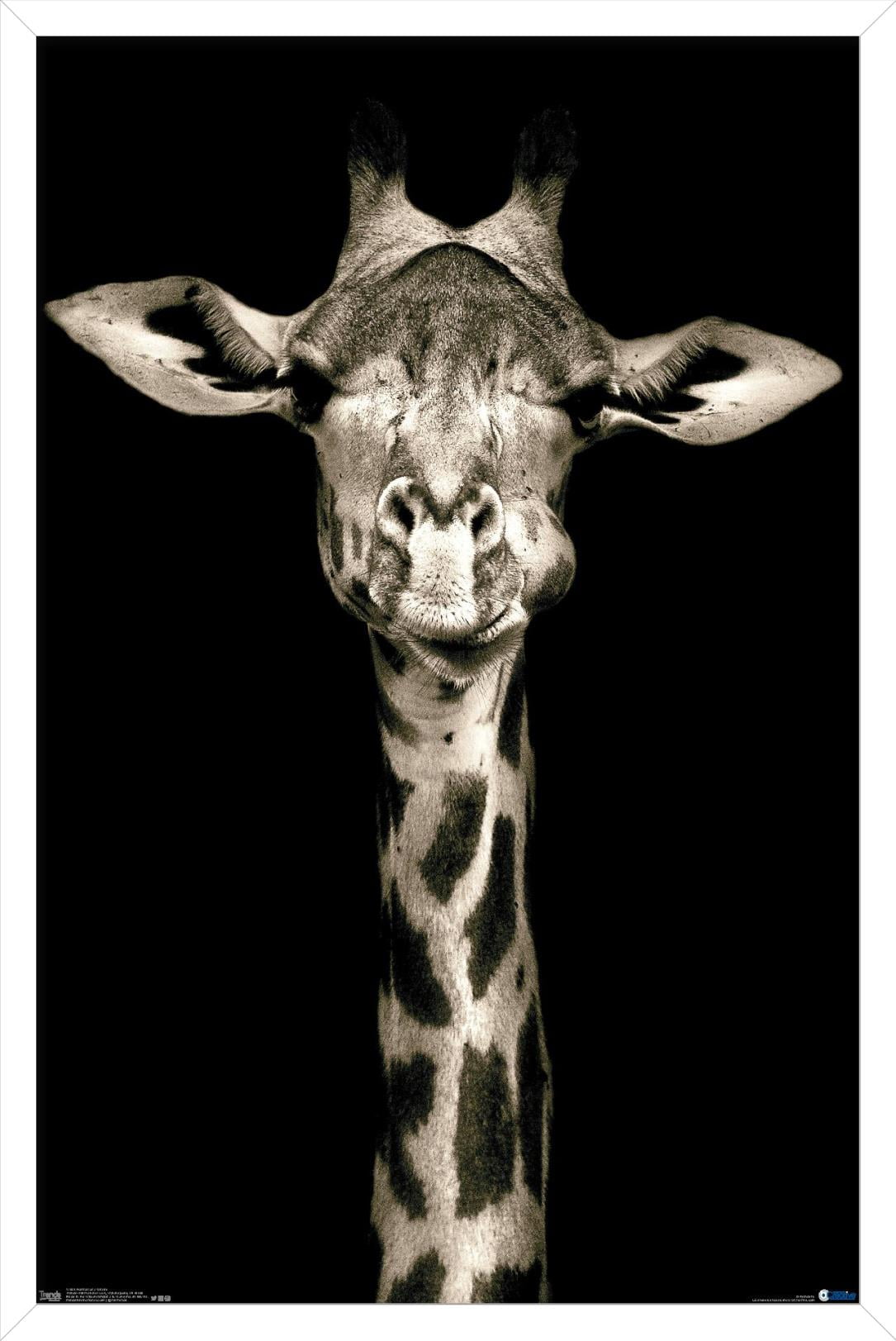 Portrait of a Giraffe Wall Poster, 14.725" x 22.375", Framed