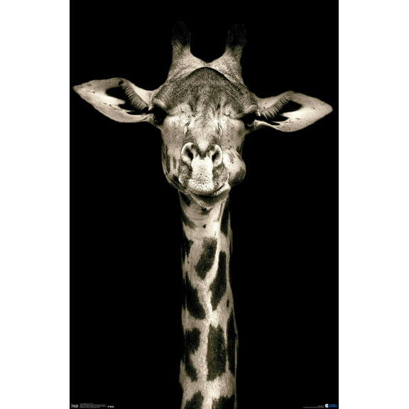 Portrait of a Giraffe Wall Poster, 22.375" x 34"