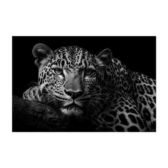 Portrait of a Leopard 01 - Photography Wildlife Black and White Animal Nature Portrait Unframed Wall Art Print 8 x 12 inches
