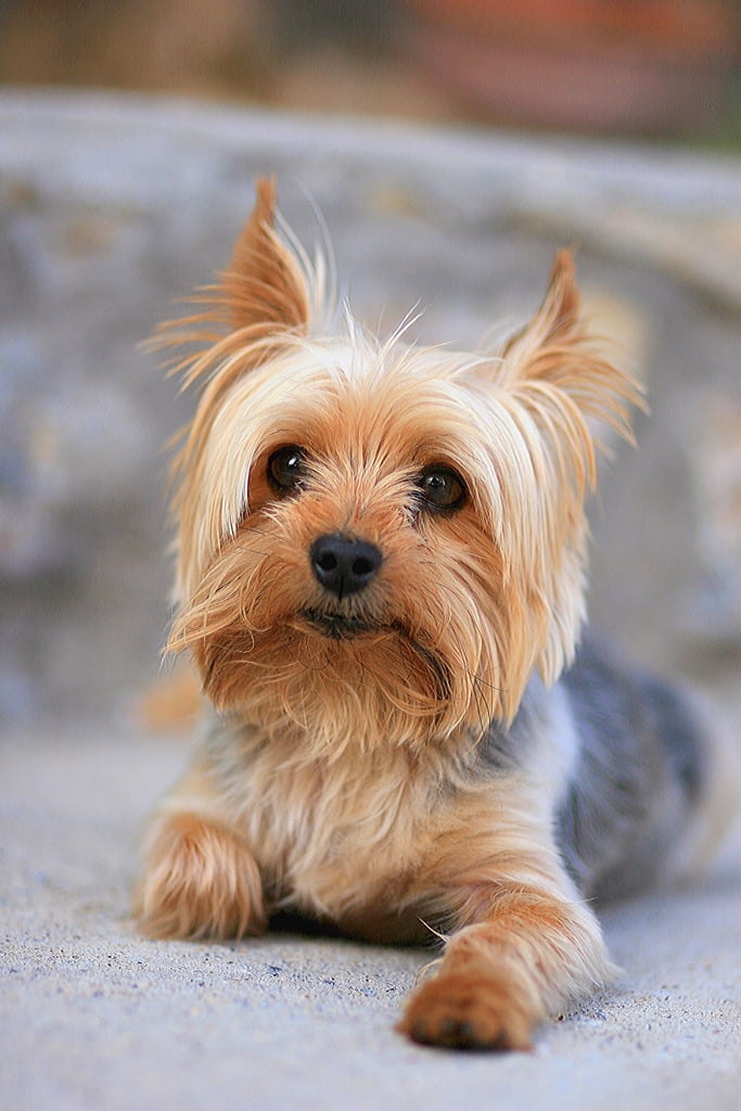 Miniature Yorkshire Terrier Framed Portrait Poster for Kids