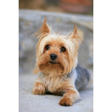 Portrait of a Miniature Yorkshire Terrier Yorkie Photo Photograph Cool Wall Art Print Poster 12x18