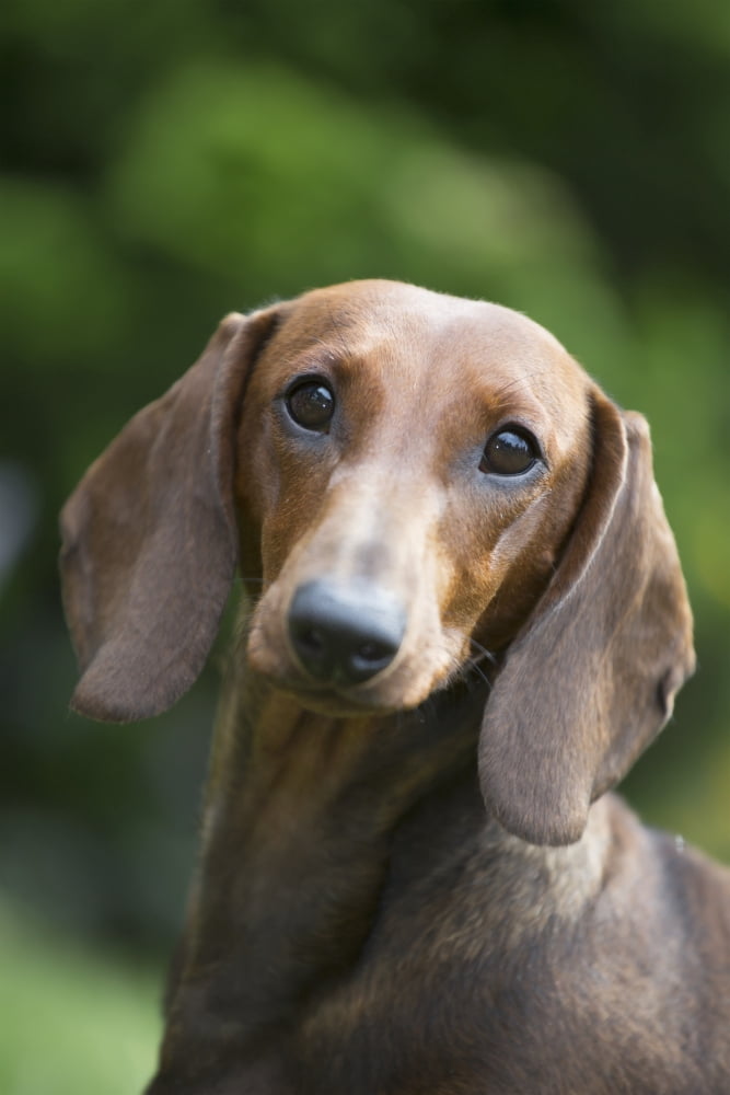 Portrait of a Standard Dashchund Monroe Connecticut United States of America Canvas Art - Lynn Stone Design Pics (12 x 19)