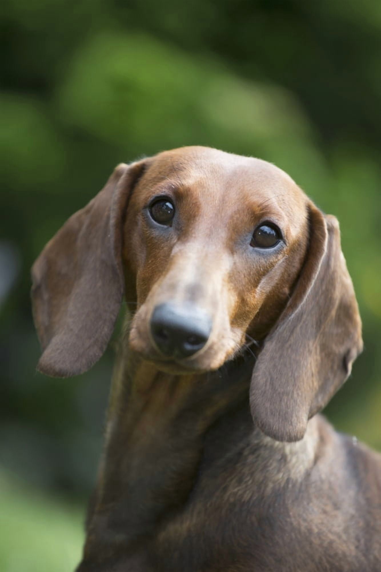 Portrait of a Standard Dashchund Monroe Connecticut United States of America Canvas Art - Lynn Stone Design Pics (24 x 38)