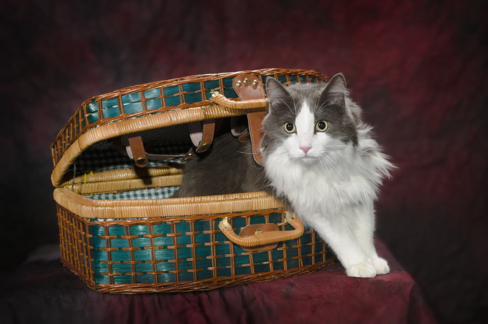 Portrait of a cat in a basketSt albert alberta canada Canvas Art - Corey Hochachka Design Pics (38 x 24)